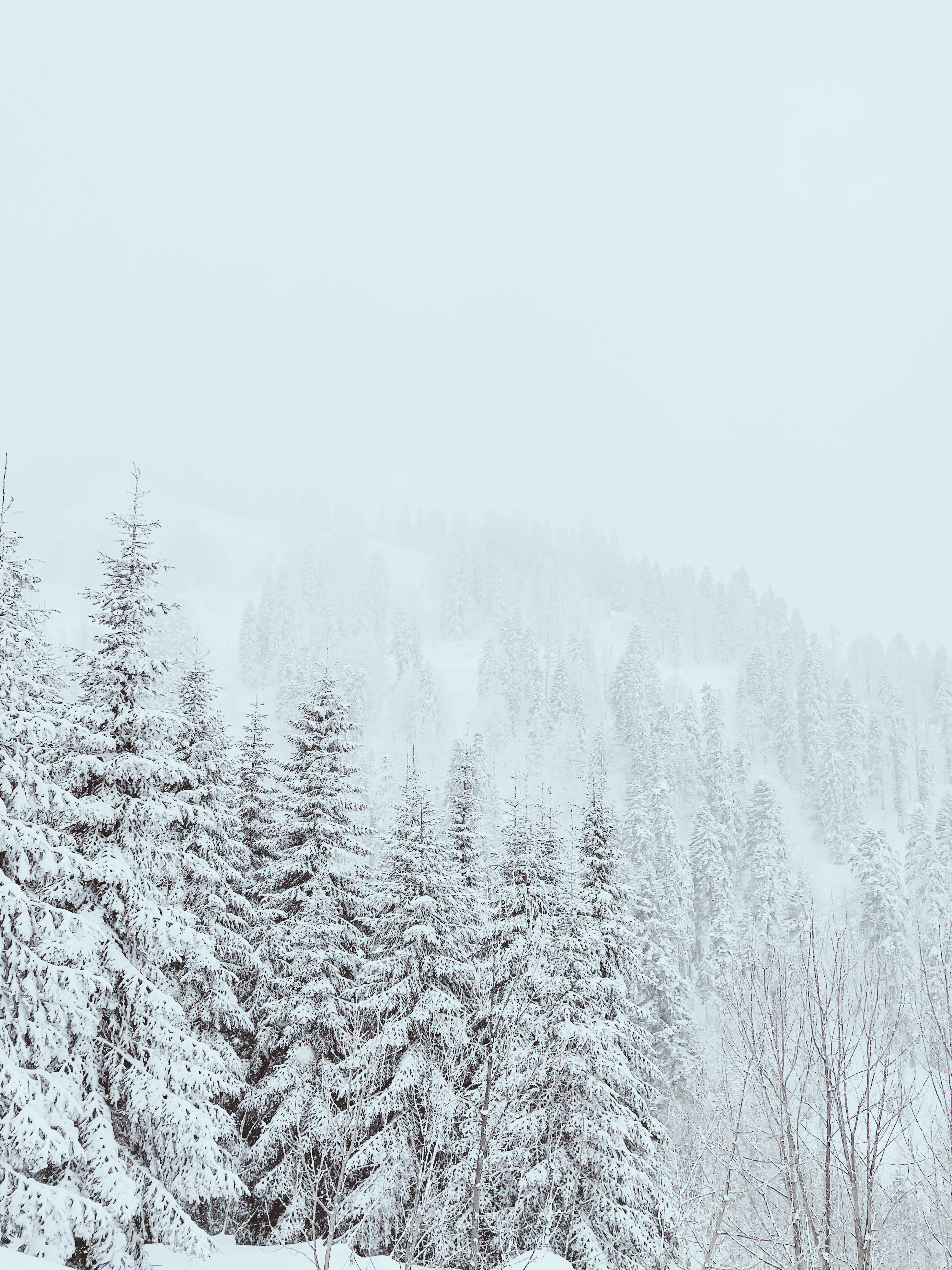 Snow Covered Trees